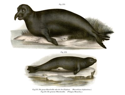 Elephant Seal by German School